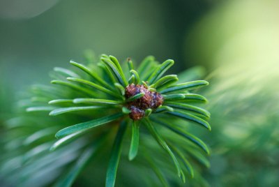 Abies nordmanniana - jedle kavkazská - pupen